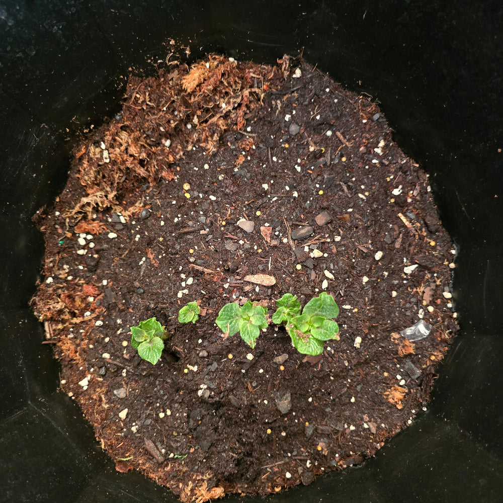 🪴 Soil: The Foundation of Plant Health