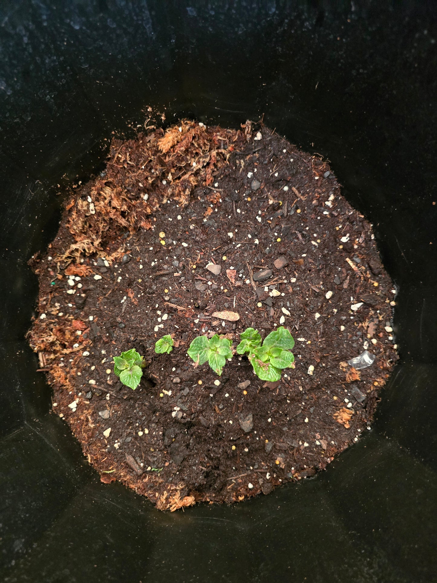 🪴 Soil: The Foundation of Plant Health