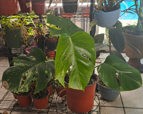 Monstera Albo Variegata